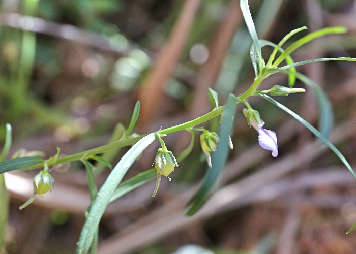 Northern Australian Plants Violaceae